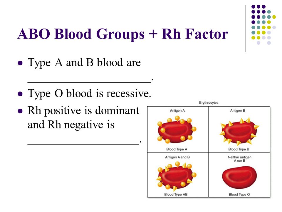 ABO Blood Groups + Rh Factor