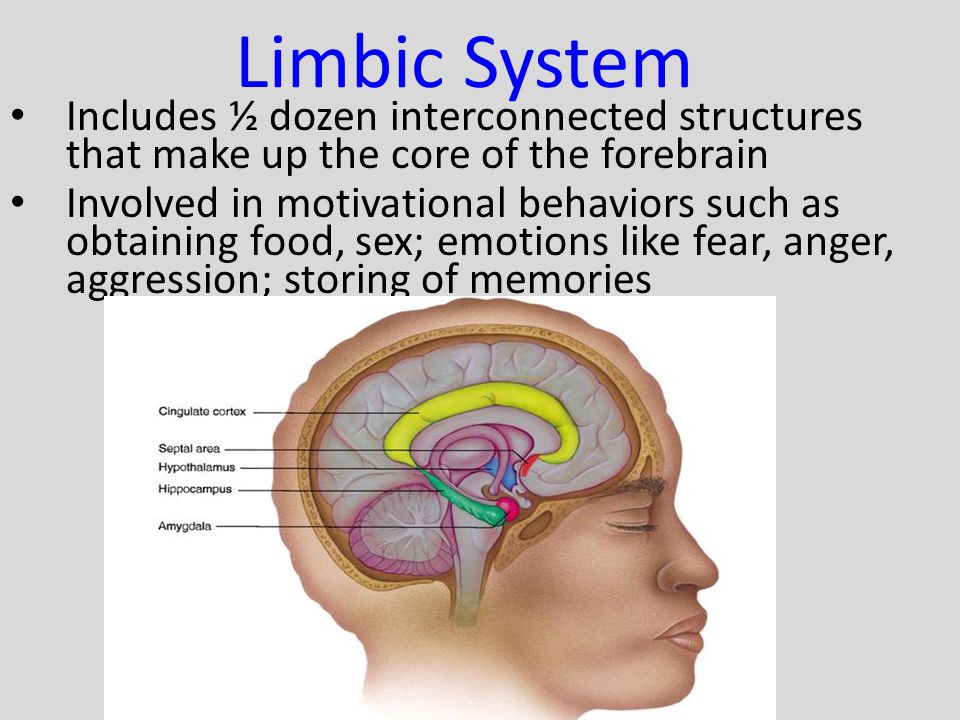 Limbic System Includes ½ dozen interconnected structures that make up the core of the forebrain.
