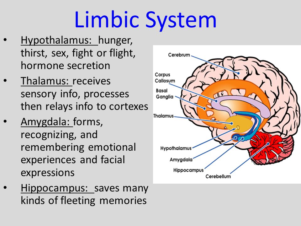 Limbic System Hypothalamus: hunger, thirst, sex, fight or flight, hormone secretion.