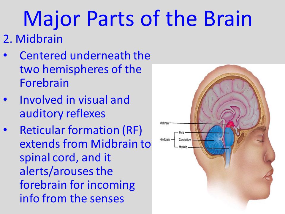 Major Parts of the Brain