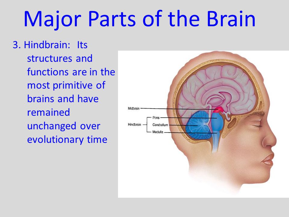 Major Parts of the Brain
