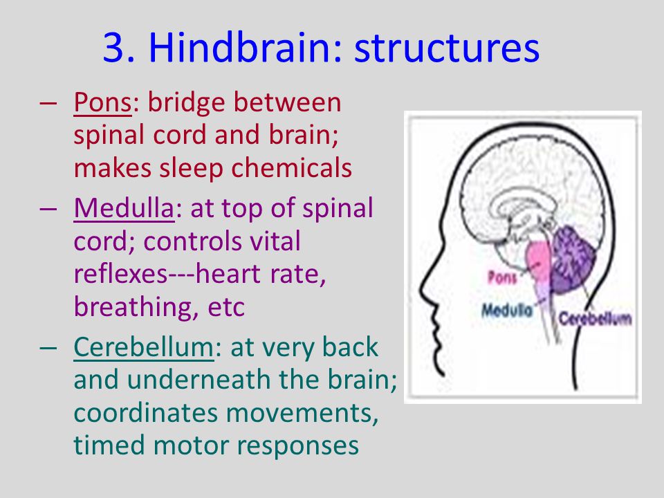 3. Hindbrain: structures
