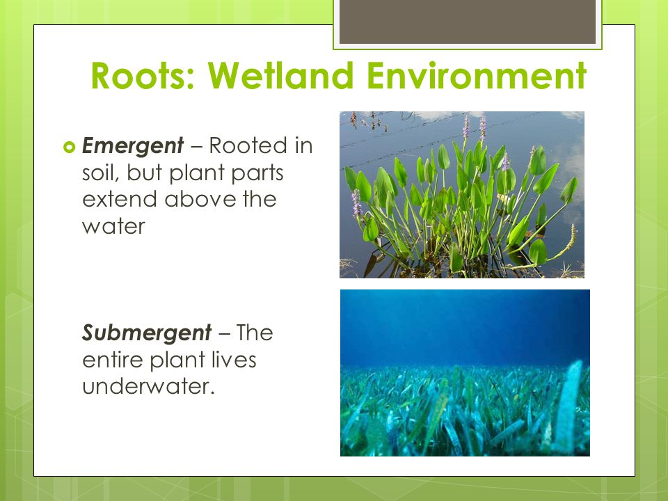 Roots: Wetland Environment