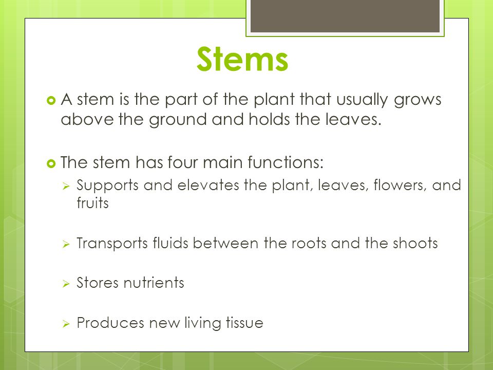 Stems A stem is the part of the plant that usually grows above the ground and holds the leaves. The stem has four main functions: