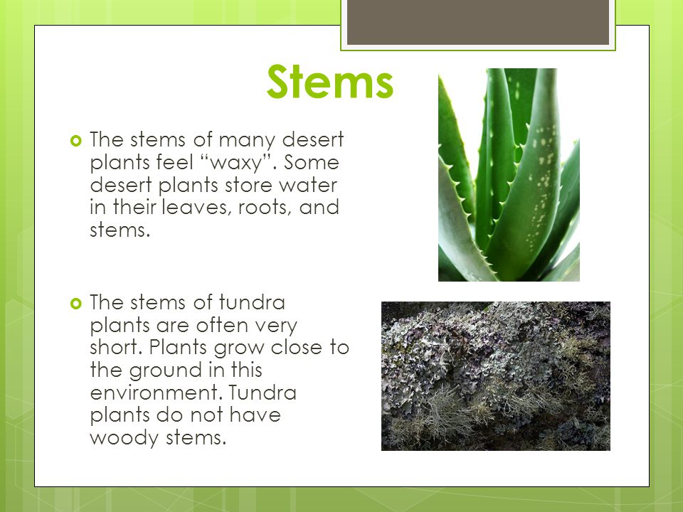 Stems The stems of many desert plants feel waxy . Some desert plants store water in their leaves, roots, and stems.