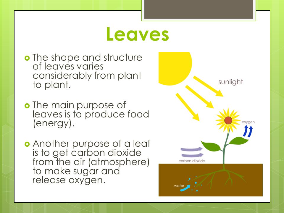 Leaves The shape and structure of leaves varies considerably from plant to plant. The main purpose of leaves is to produce food (energy).
