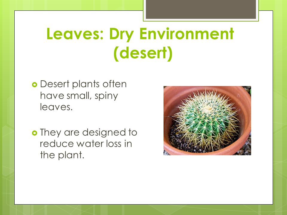 Leaves: Dry Environment (desert)