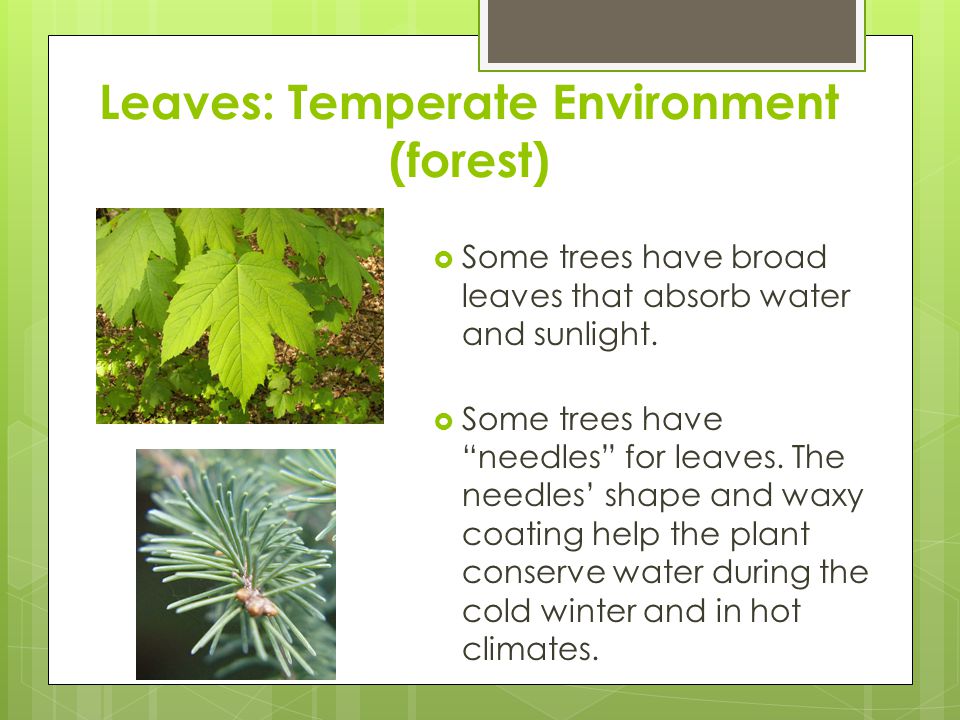 Leaves: Temperate Environment (forest)
