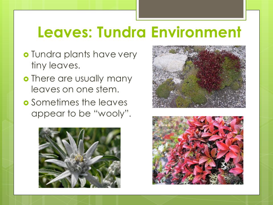 Leaves: Tundra Environment