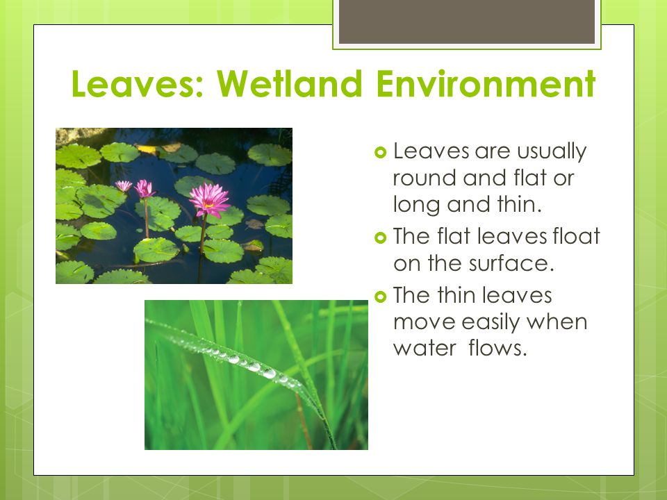 Leaves: Wetland Environment