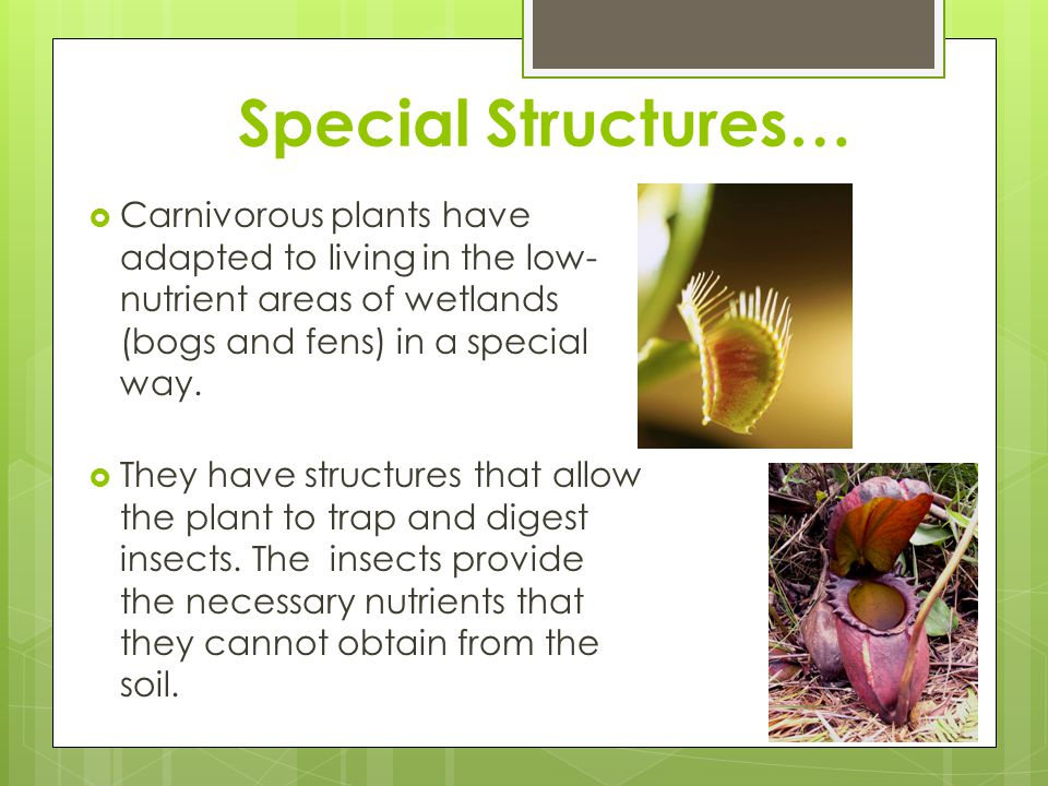 Special Structures… Carnivorous plants have adapted to living in the low-nutrient areas of wetlands (bogs and fens) in a special way.