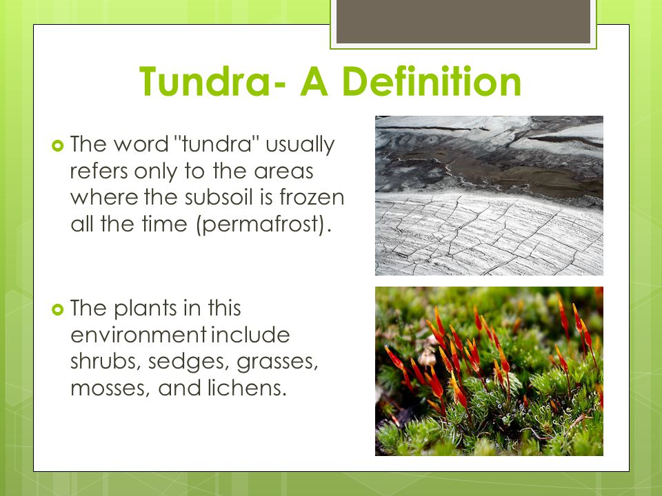 Tundra- A Definition The word tundra usually refers only to the areas where the subsoil is frozen all the time (permafrost).