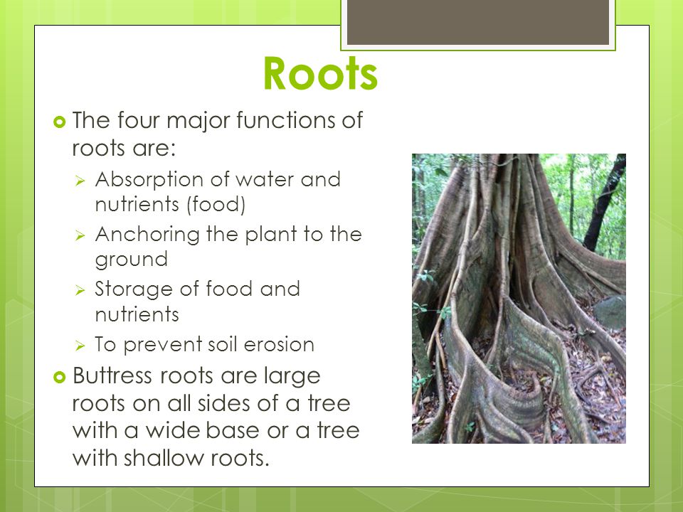 Roots The four major functions of roots are: