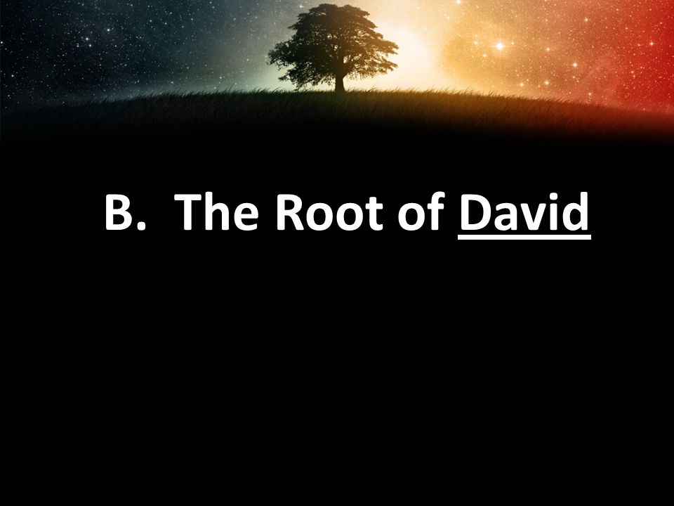 B. The Root of David