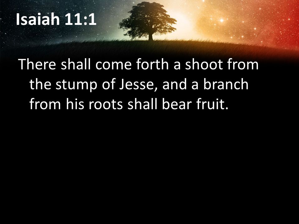 Isaiah 11:1 There shall come forth a shoot from the stump of Jesse, and a branch from his roots shall bear fruit.