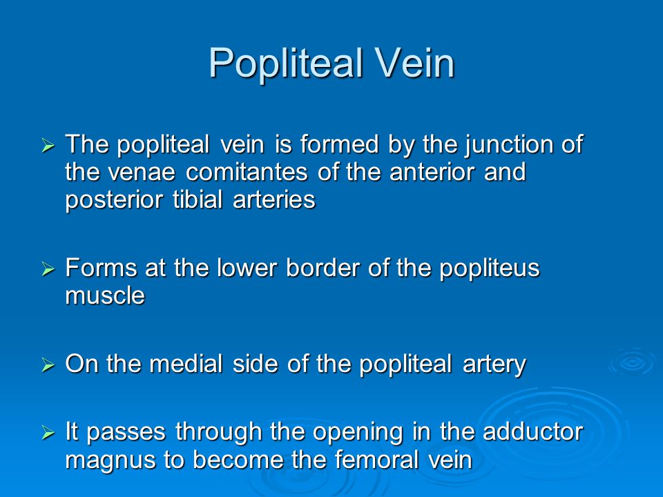 popliteal veinthe popliteal vein is formed by the junction of