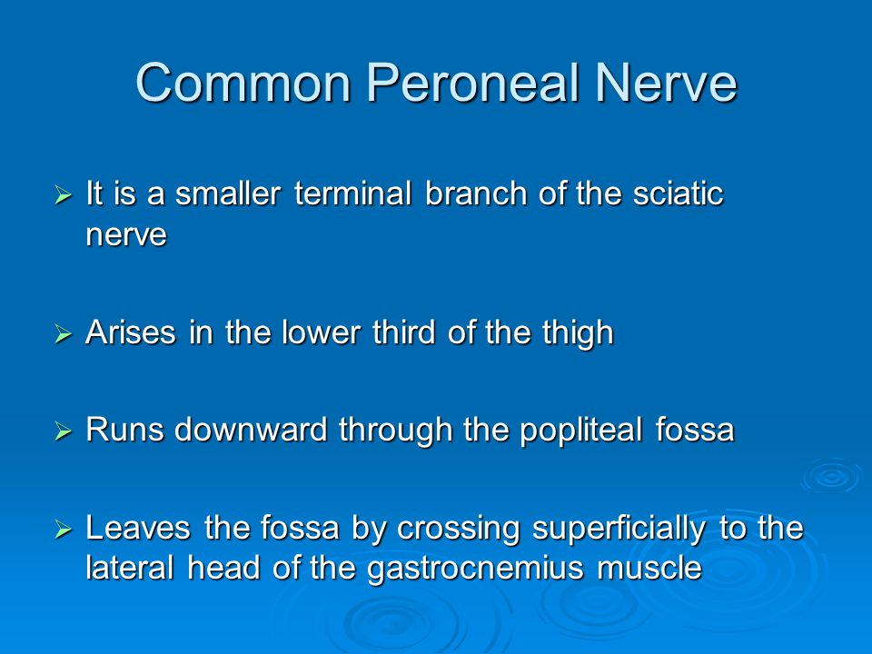 back of thigh & popliteal fossa