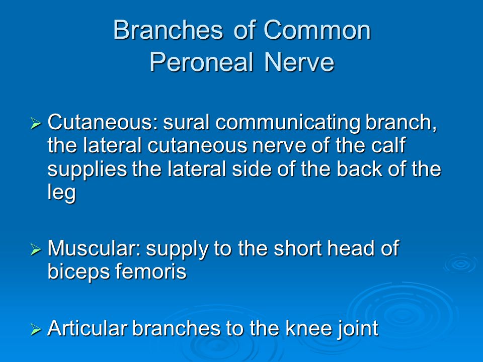 branches of common peroneal nerve cutaneous: sural