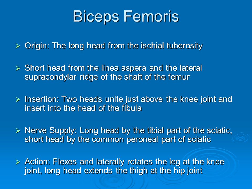 biceps femoris origin: the long head from the ischial
