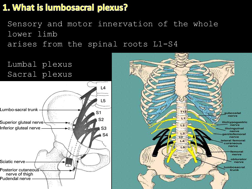 lumbosacral plexus in 17 questions kaan yücel m.