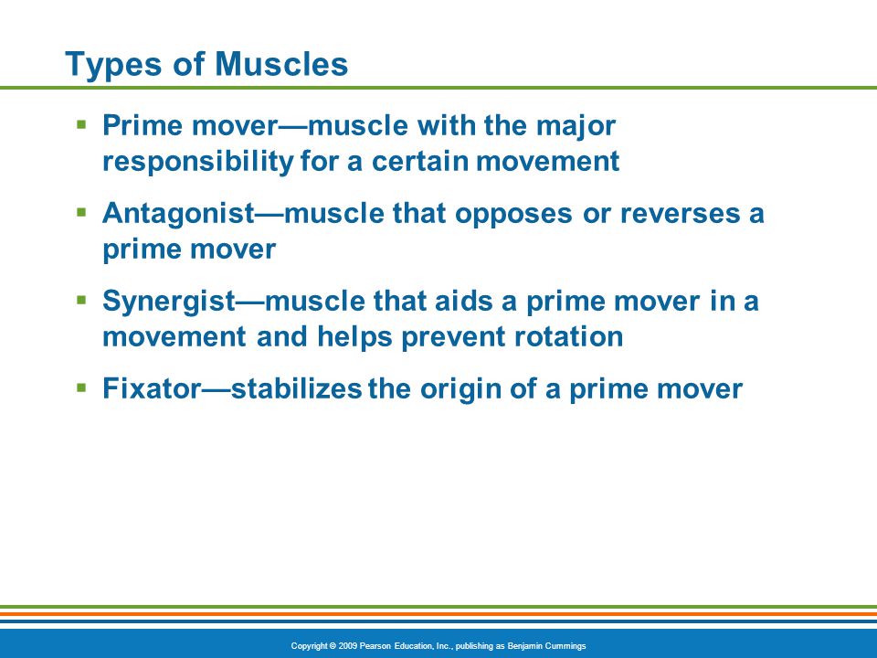 Types of Muscles Prime mover—muscle with the major responsibility for a certain movement. Antagonist—muscle that opposes or reverses a prime mover.