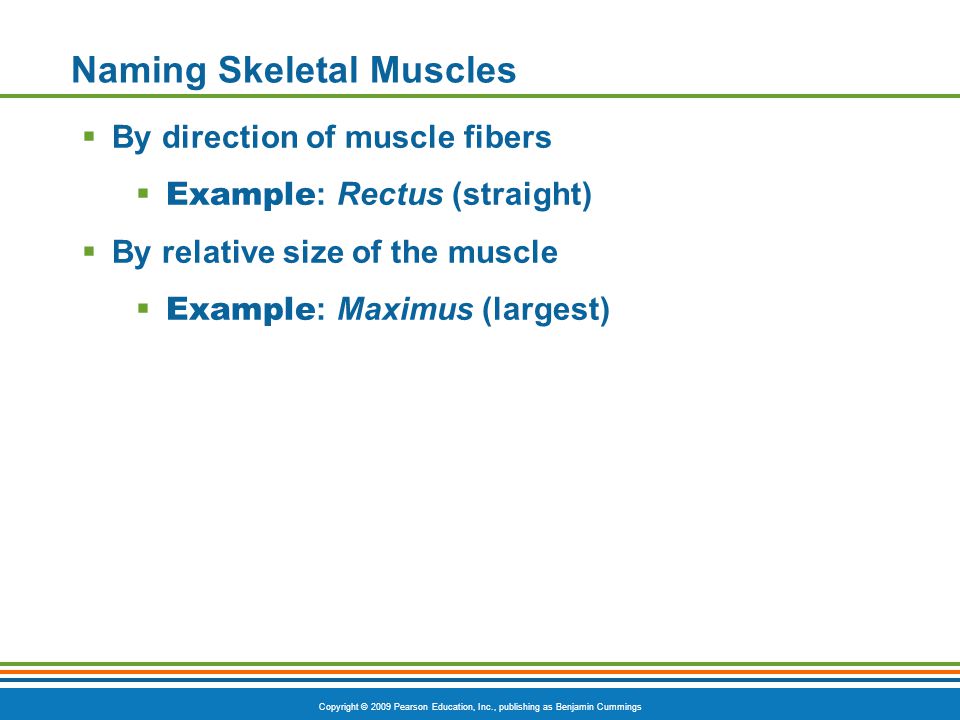Naming Skeletal Muscles