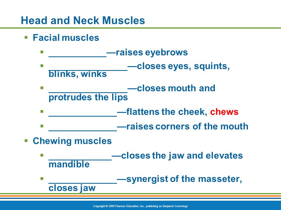 Head and Neck Muscles Facial muscles ___________—raises eyebrows
