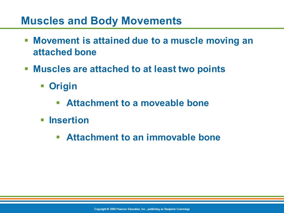 Muscles and Body Movements