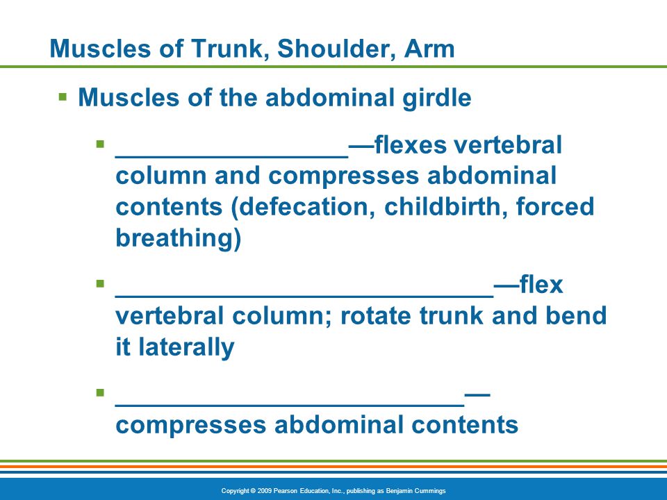 Muscles of Trunk, Shoulder, Arm