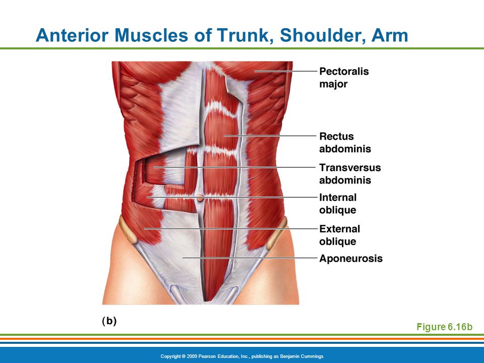 Anterior Muscles of Trunk, Shoulder, Arm