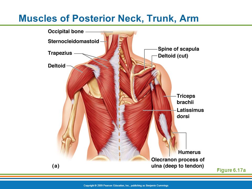 Muscles of Posterior Neck, Trunk, Arm