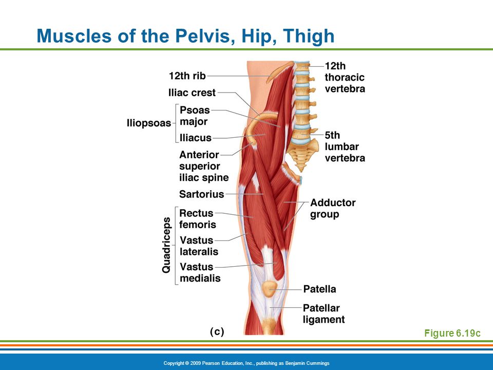 Muscles of the Pelvis, Hip, Thigh