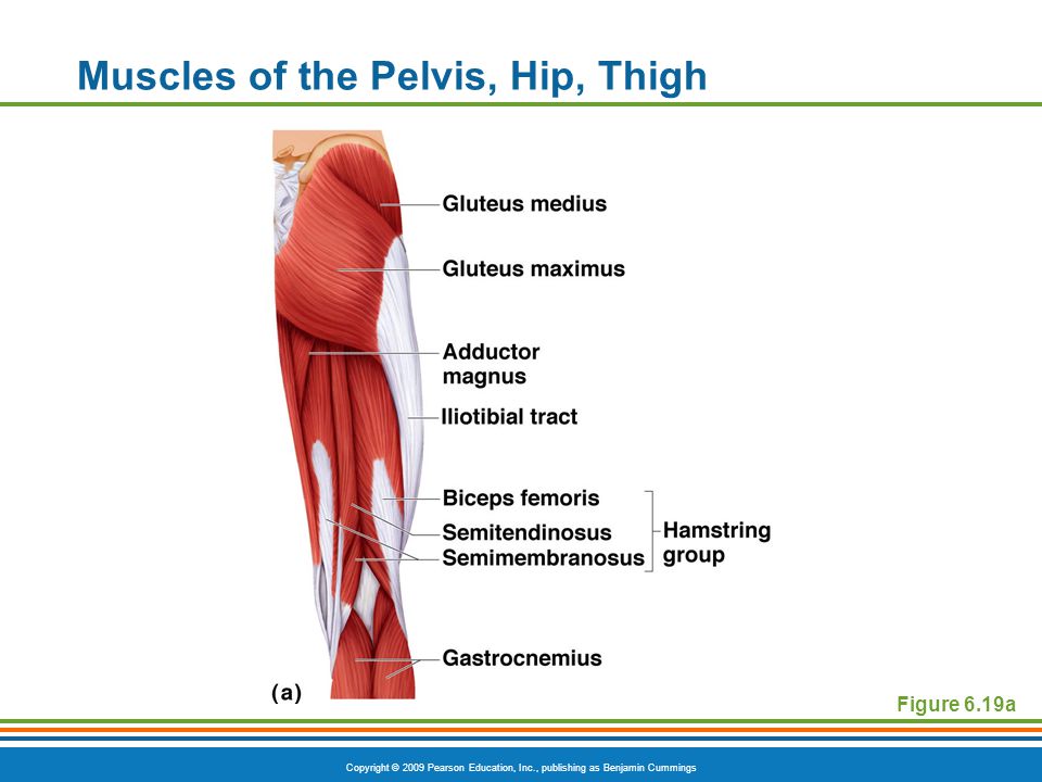 Muscles of the Pelvis, Hip, Thigh