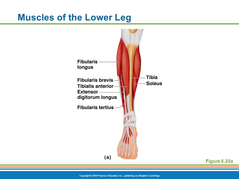 Muscles of the Lower Leg