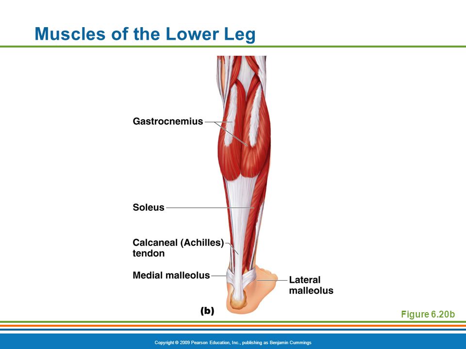 Muscles of the Lower Leg