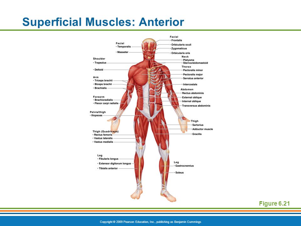 Superficial Muscles: Anterior