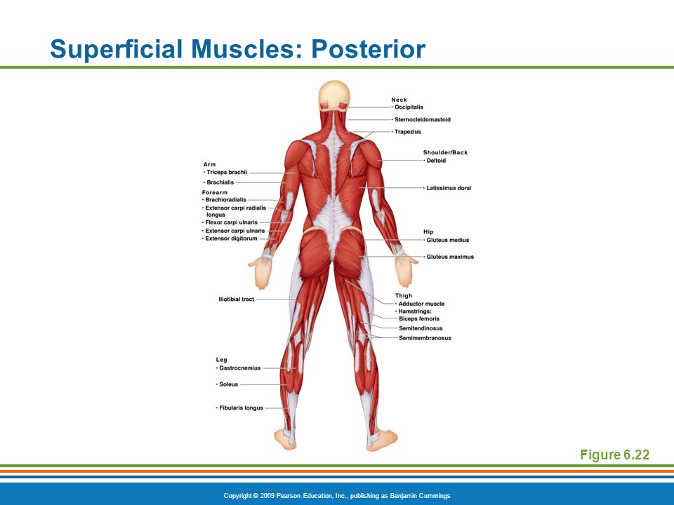 Superficial Muscles: Posterior