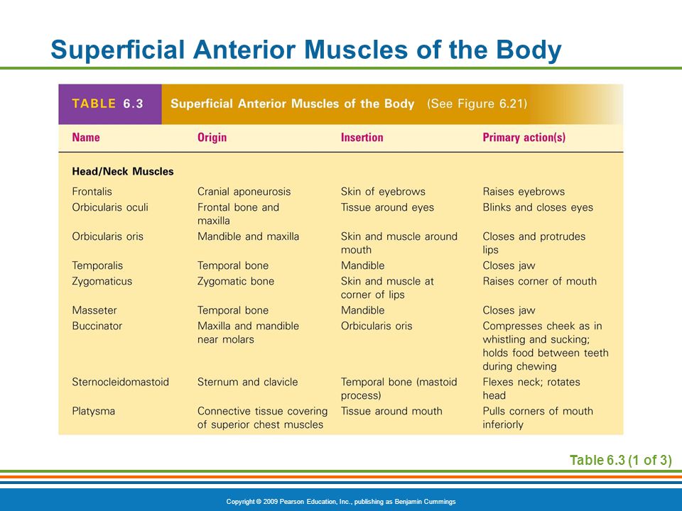 Superficial Anterior Muscles of the Body