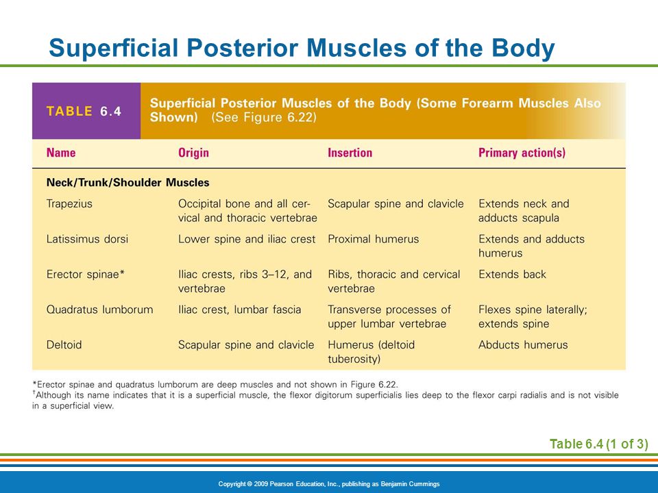 Superficial Posterior Muscles of the Body