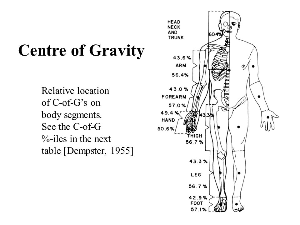 Centre of Gravity Relative location of C-of-G’s on body segments.