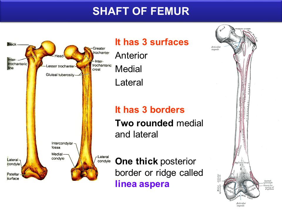 Extended femur cross border blue image
