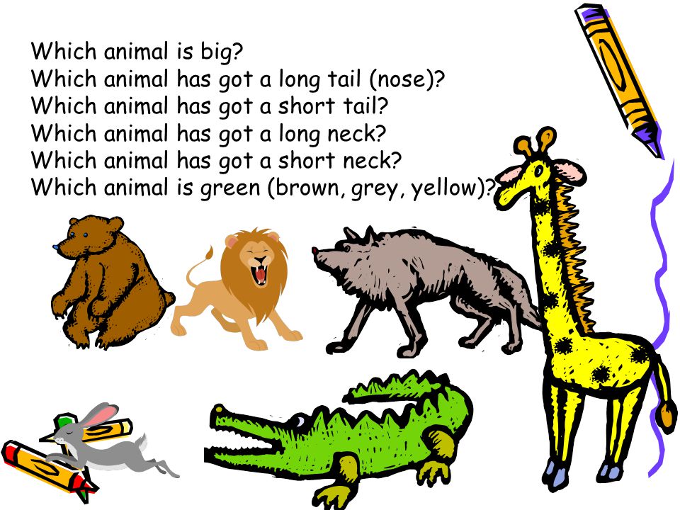 Which animal is big. Which animal has got a long tail (nose)