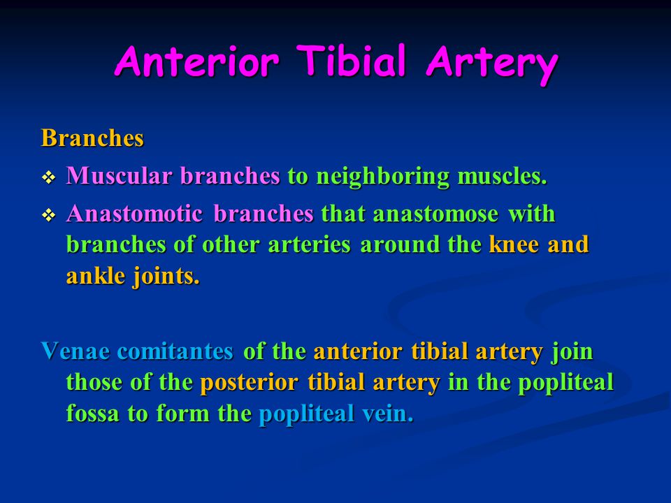 lower limb contents of the anterior fascial compartment of the