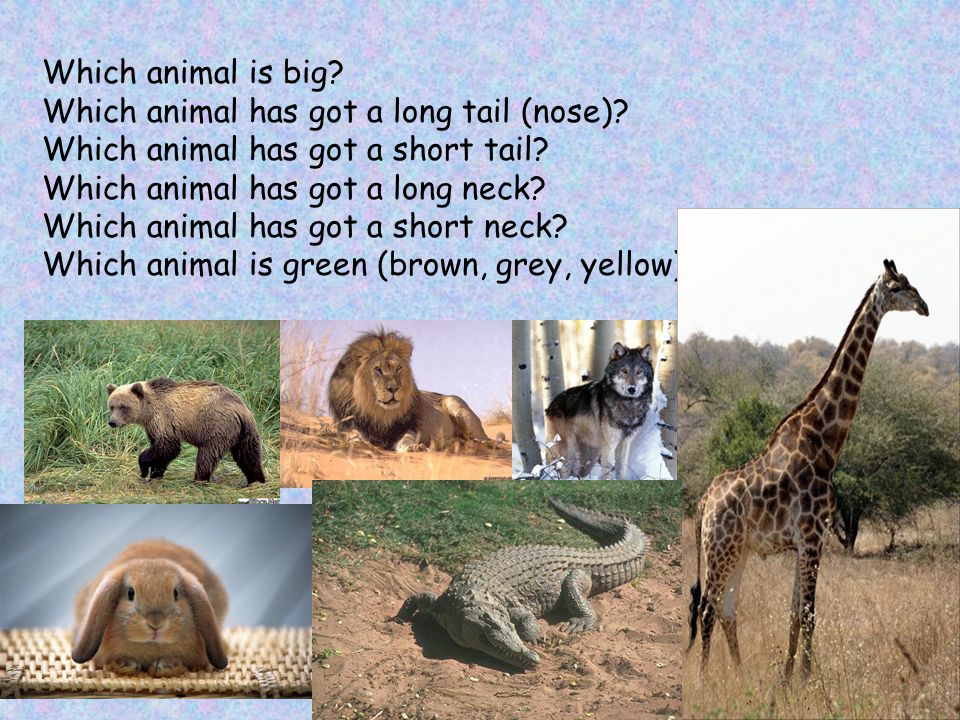 Which animal is big. Which animal has got a long tail (nose)