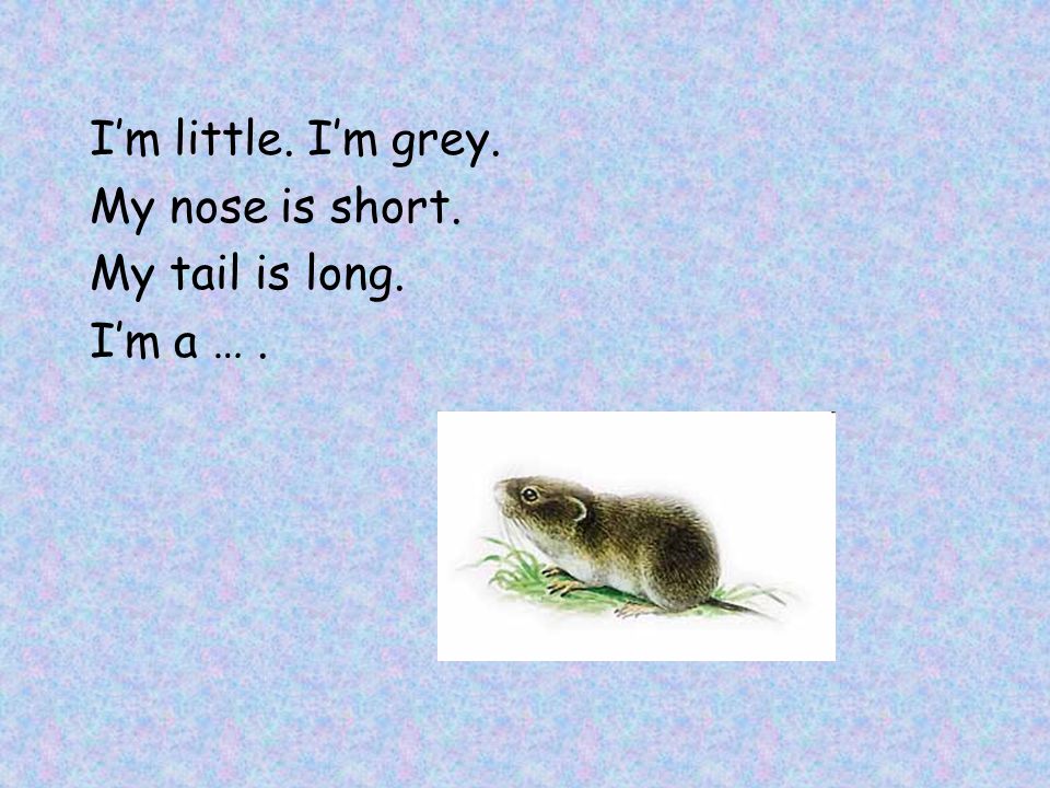 I’m little. I’m grey. My nose is short. My tail is long. I’m a … .