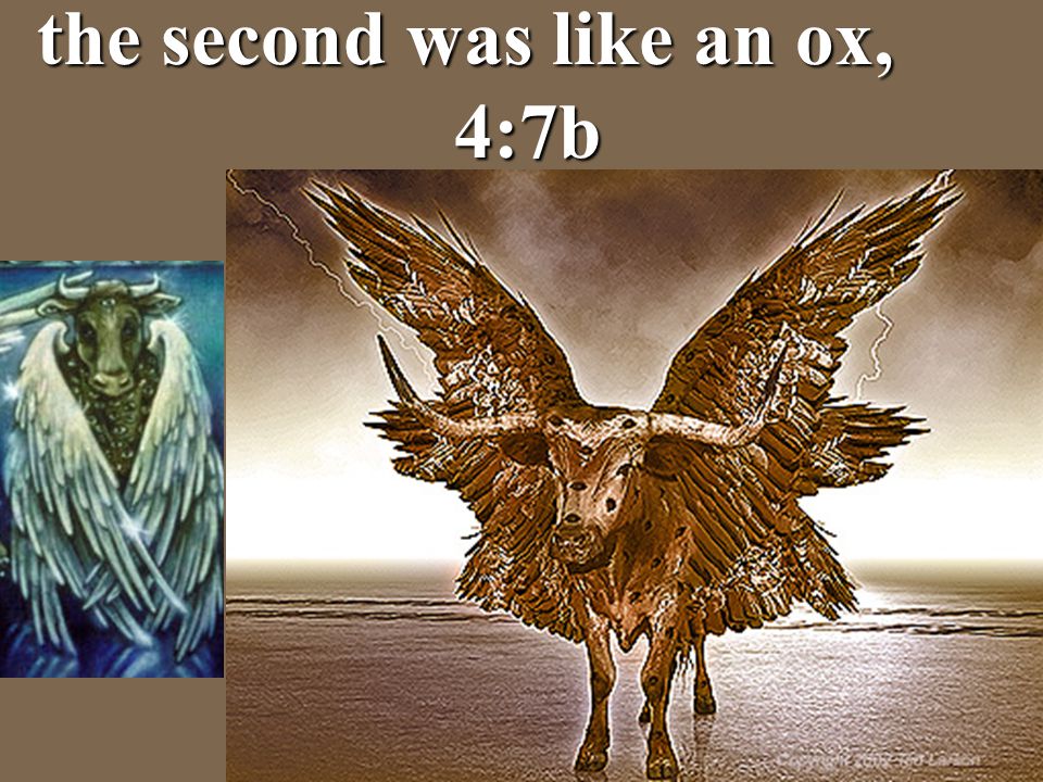 the second was like an ox, 4:7b