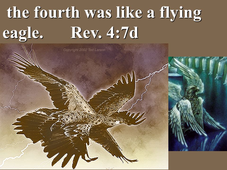 the fourth was like a flying eagle. Rev. 4:7d