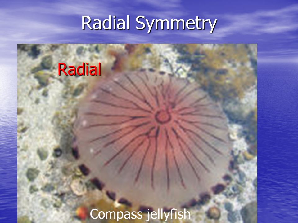 Radial Symmetry Radial Compass jellyfish