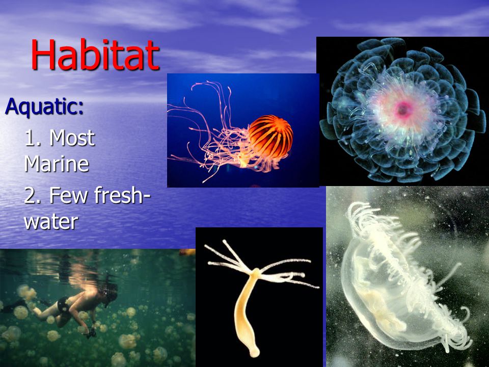 Habitat Aquatic: 1. Most Marine 2. Few fresh-water