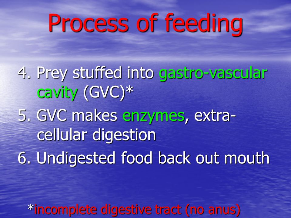 Process of feeding 4. Prey stuffed into gastro-vascular cavity (GVC)*